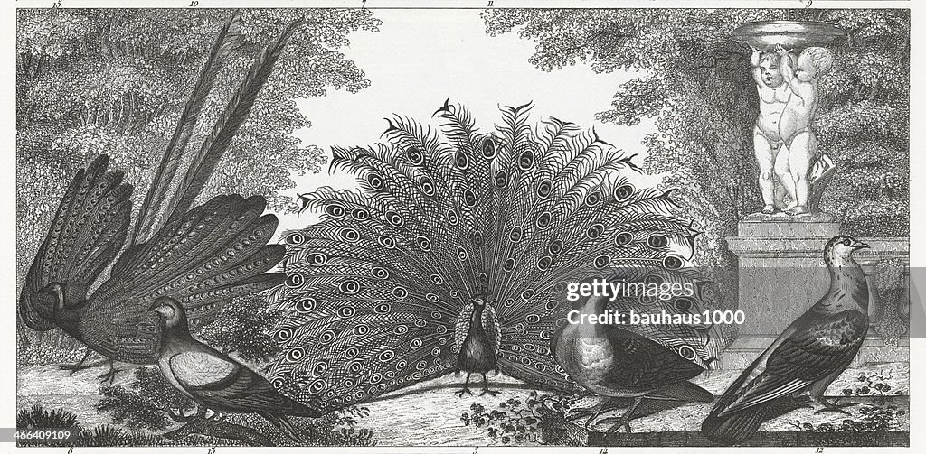 Black and white engraved image of peacocks and gamebirds.