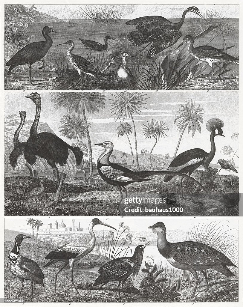 Wetland & Land Birds Engraving