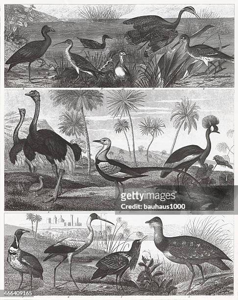 wetland & land birds engraving - arid climate stock illustrations stock illustrations
