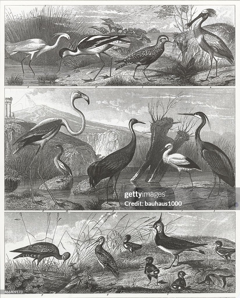 Wetland Birds