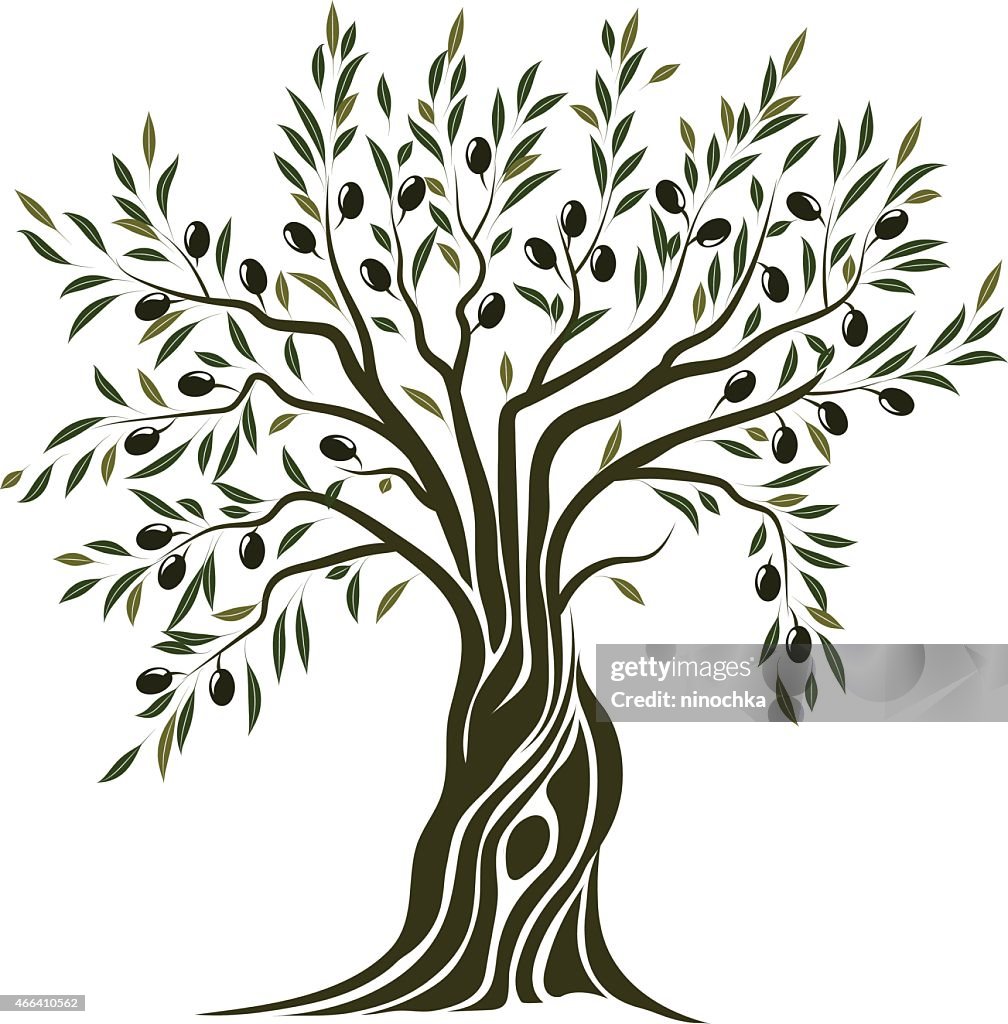 Olive Tree
