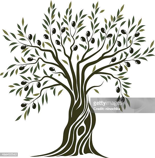illustrazioni stock, clip art, cartoni animati e icone di tendenza di albero di ulivo - olive tree