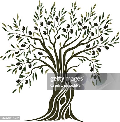 Olive Tree Olive Tree