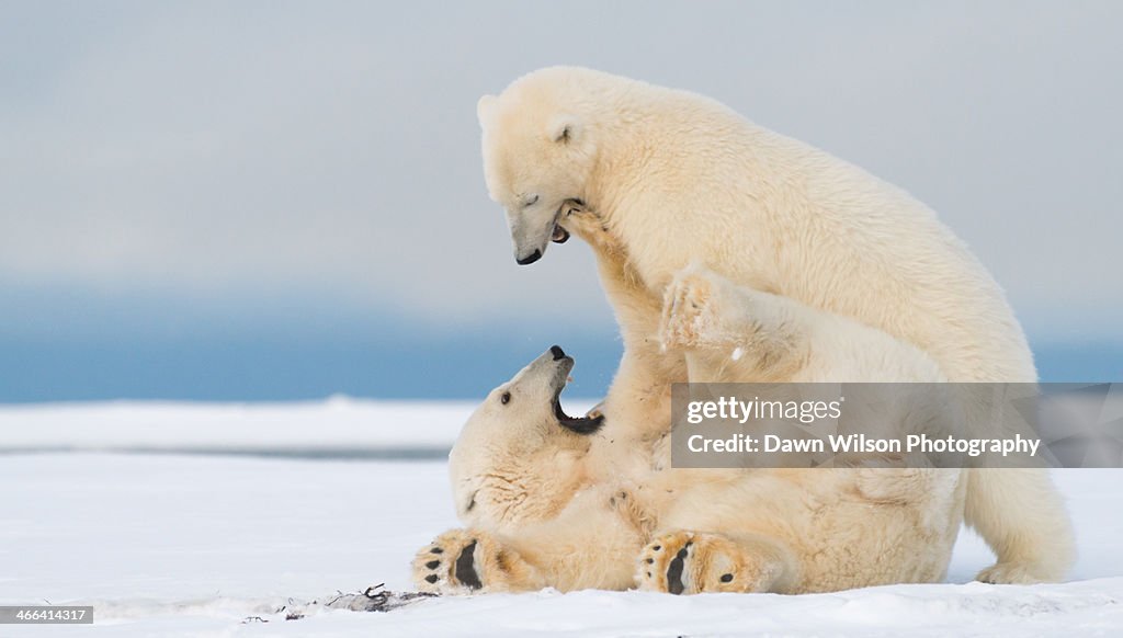 Polar_bear_3
