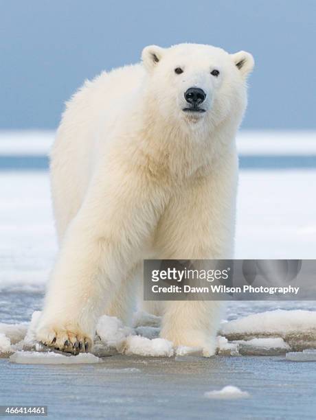 polar_bear_6 - polar bear stock-fotos und bilder