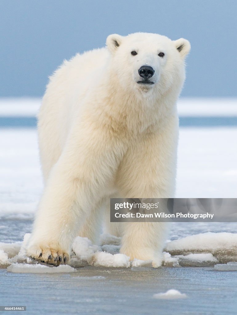Polar_bear_6