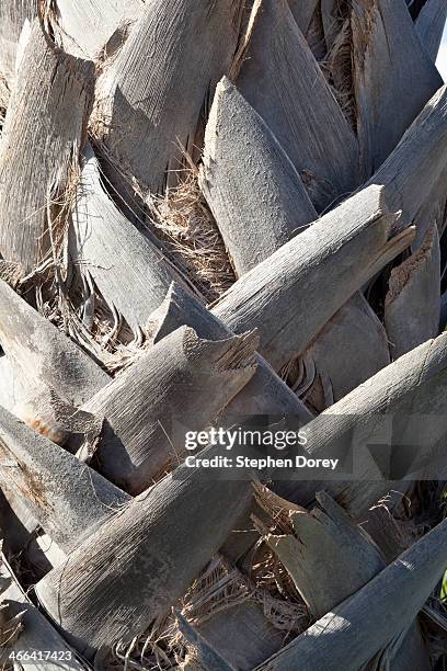 close up of a palm tree, canary islands - caleta de fuste stock pictures, royalty-free photos & images