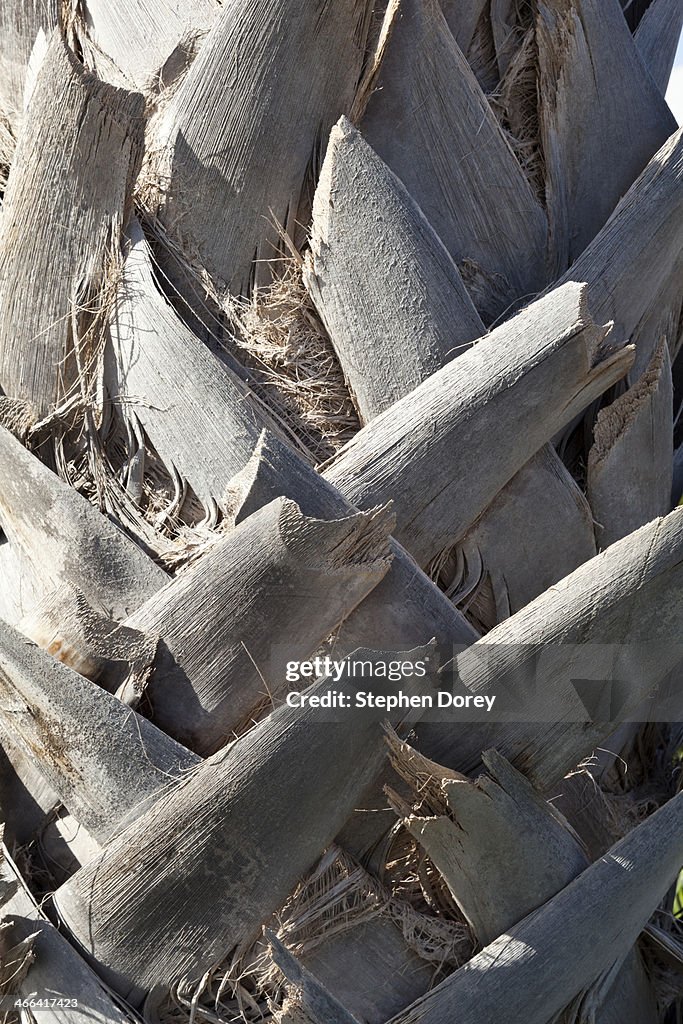 Close up of a palm tree, Canary Islands