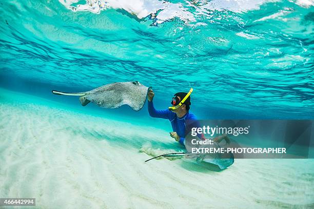 snorkeler playing with stingray fishes - caraïben stockfoto's en -beelden