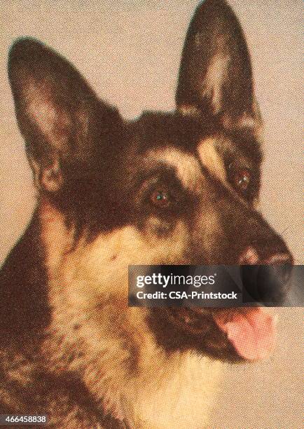 german shepherd - german shepherd stock illustrations