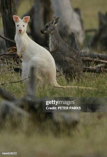 To go with Australia-animal-wallaroo-kangaroo-conservation,FEATURE by Glenda KWEK This photo taken on February 9 shows a 1.5-metre tall albino...