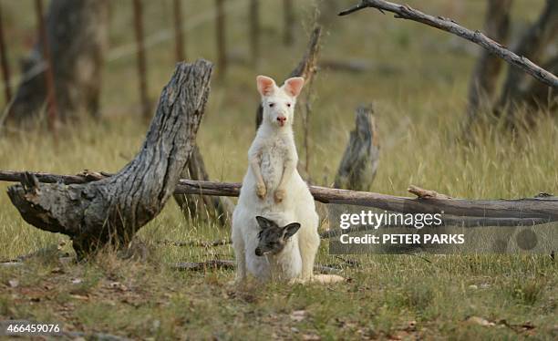 To go with Australia-animal-wallaroo-kangaroo-conservation,FEATURE by Glenda KWEK This photo taken on February 9, 2015 shows a 1.5-metre tall albino...