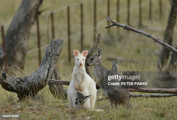 To go with Australia-animal-wallaroo-kangaroo-conservation,FEATURE by Glenda KWEK This photo taken on February 9 shows a 1.5-metre tall albino...