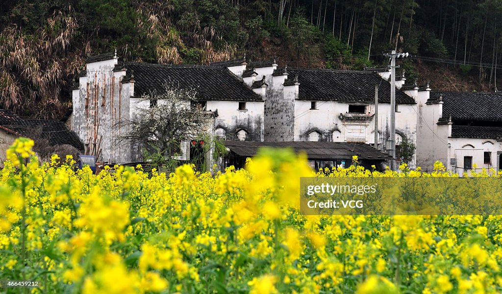 Rape Flowers Blossom In Shangrao