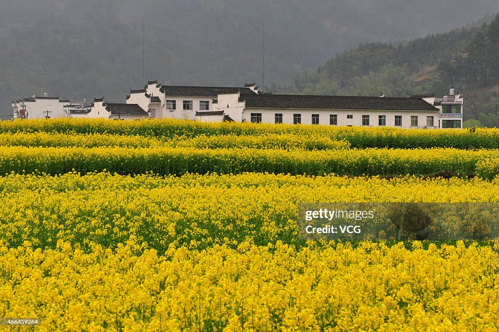 Rape Flowers Blossom In Shangrao