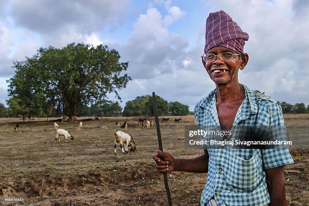 Goat herder in Kilinochchi - Sri Lanka