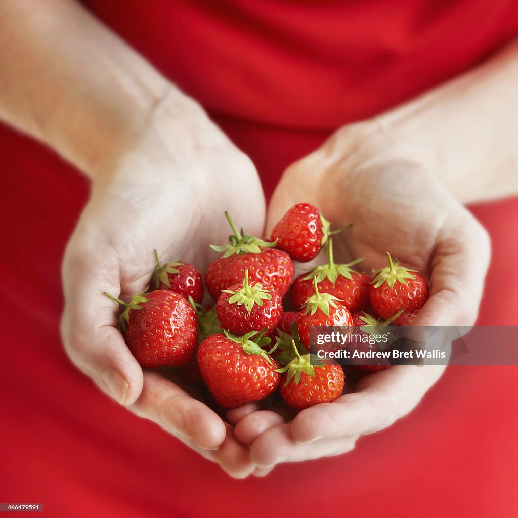 Woman's hands holding freshly picked strawberries