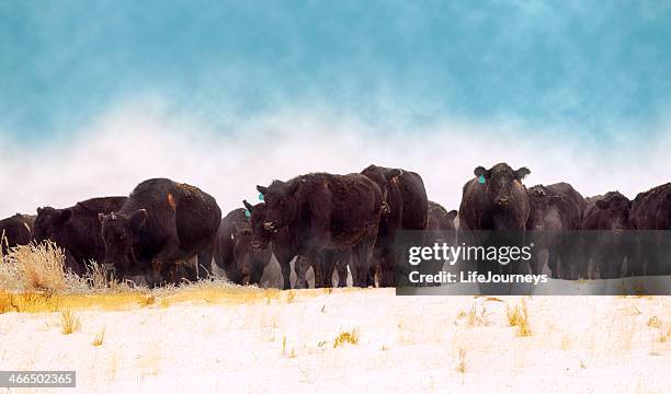 black angus herd moving through a snowy field - aberdeen angus bildbanksfoton och bilder