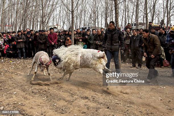 People watch a fight between male small-tail han sheep on March 9, 2015 in Huxian, China. PHOTOGRAPH BY Feature China / Future Publishing