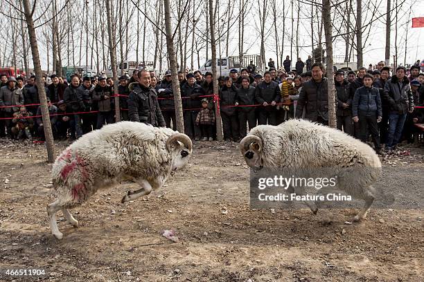 People watch a fight between male small-tail han sheep on March 9, 2015 in Huxian, China. PHOTOGRAPH BY Feature China / Future Publishing