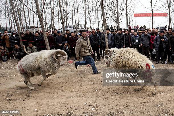 People watch a fight between male small-tail han sheep on March 9, 2015 in Huxian, China. PHOTOGRAPH BY Feature China / Future Publishing