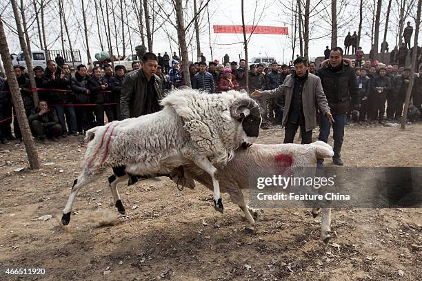 People watch a fight between male small-tail han sheep on March 9, 2015 in Huxian, China. PHOTOGRAPH BY Feature China / Future Publishing