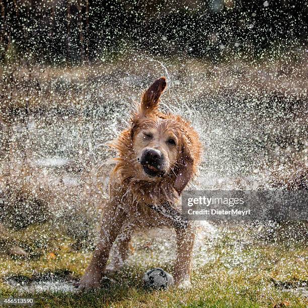 dog shaking off water - slow motion water stock pictures, royalty-free photos & images