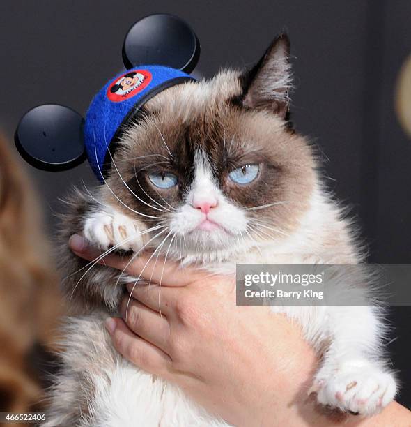 Grumpy Cat High 1,484 Grumpy Cat Photos & High Res Pictures - Getty Images