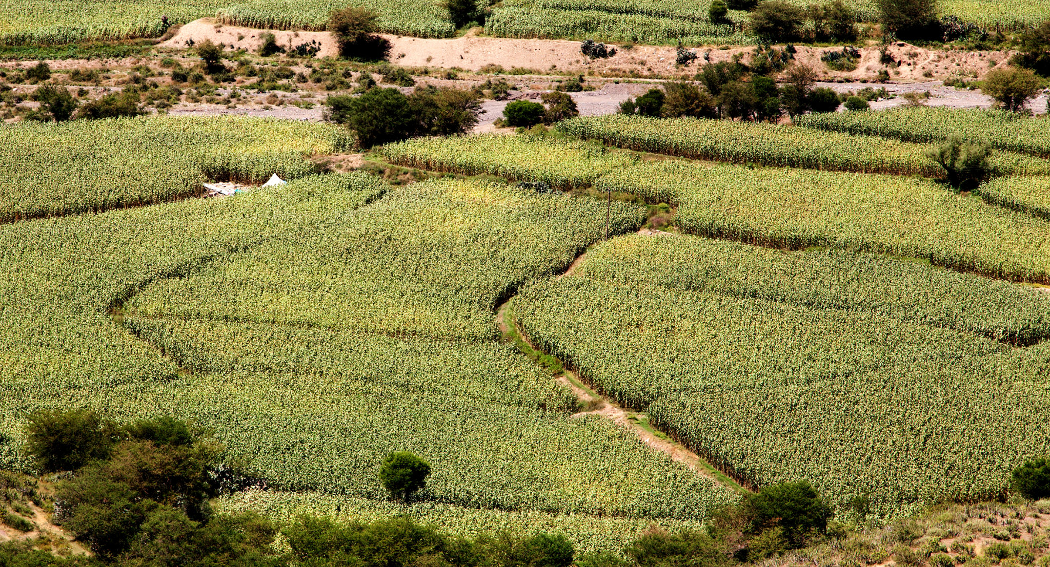 yemen agriculture