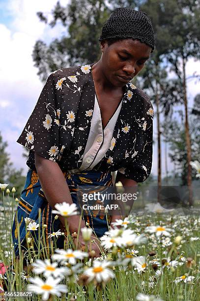 Woman harvests flowers of pyrethre flowers, which will be latter dried to produce pyrethrum, a natural insecticide, in Musanze, northern Rwanda , at...