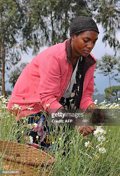 Woman harvests flowers of pyrethre flowers, which will be latter dried to produce pyrethrum, a natural insecticide, in Musanze, northern Rwanda , at...