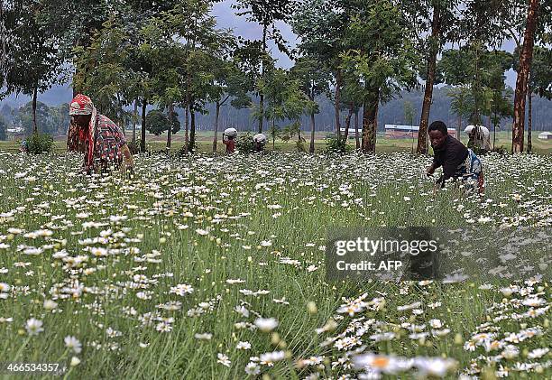 Woman harvests flowers of pyrethre flowers, which will be latter dried to produce pyrethrum, a natural insecticide, in Musanze, northern Rwanda , at...