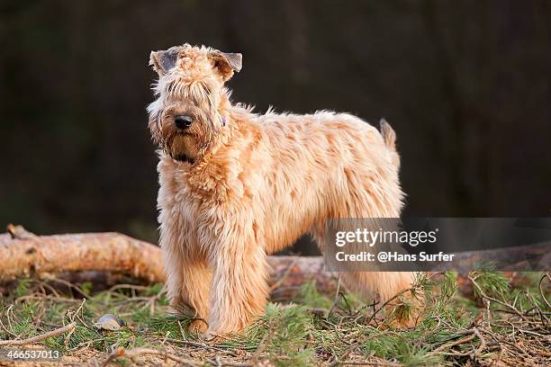 irish soft coated wheaten terrier! - soft coated wheaten terrier foto e immagini stock