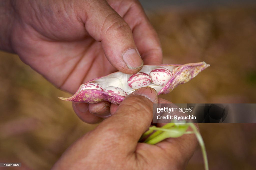 Broad Beans
