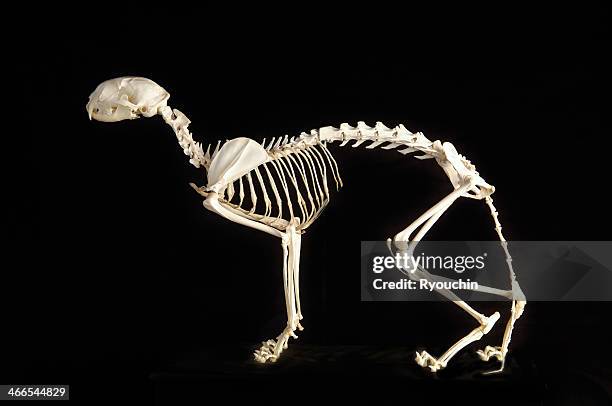 bone of cat - 動物の骸骨 ストックフォトと画像