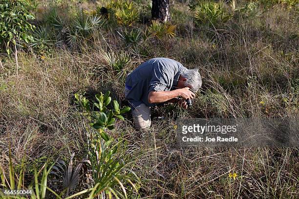 George D. Gann, chief conservation strategist of the Institute for Regional Conservation,takes a picture of the endangered Everglades Crabgrass in...