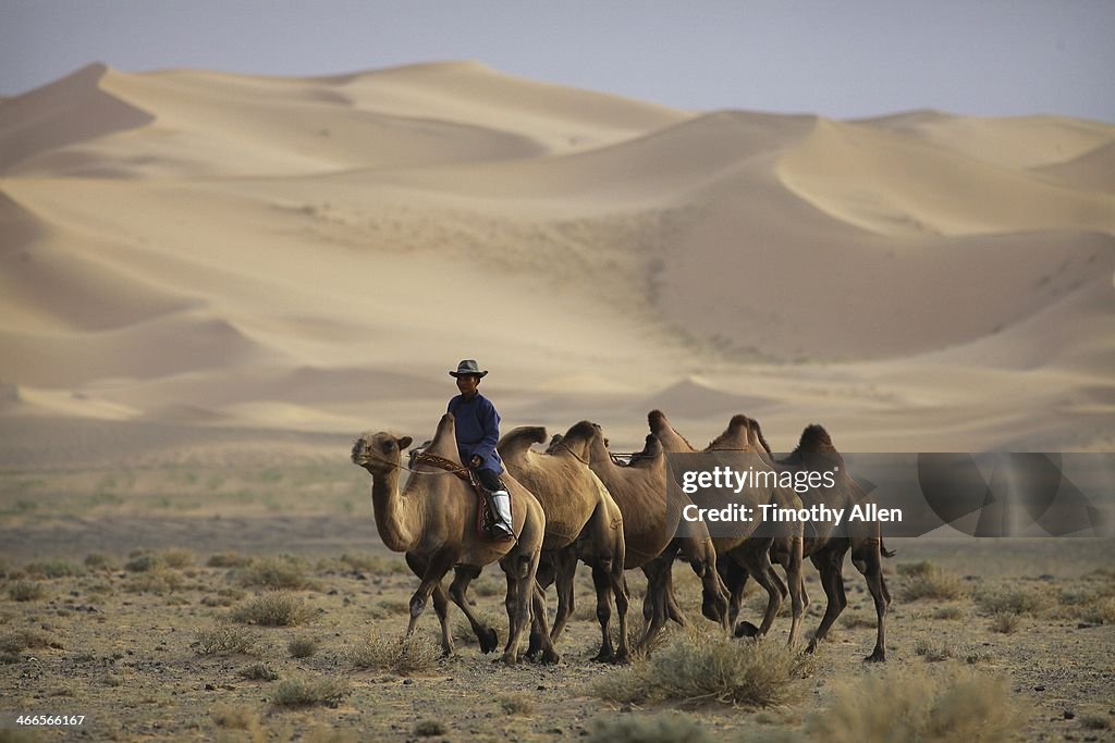 Boy leads camel train by Gobi Desert sand dunes