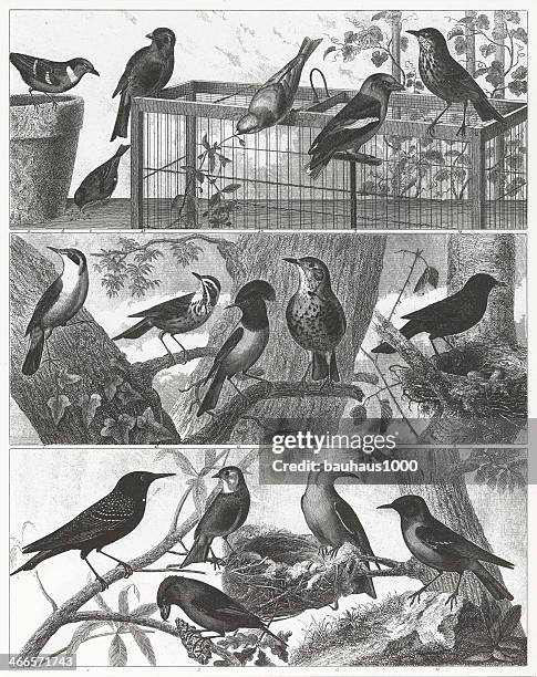 songbird engraving - copperplate engraving stock illustrations