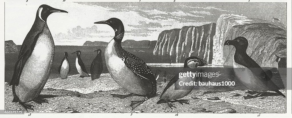 Artic Birds Engraving