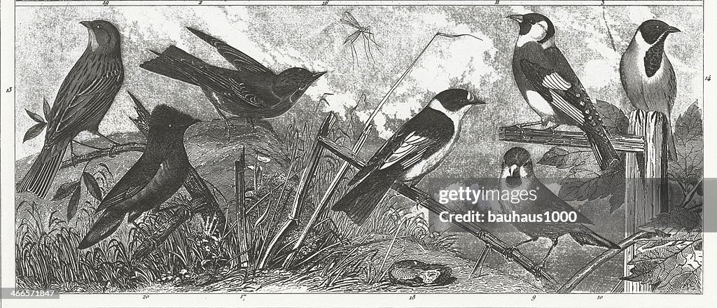 Songbirds Engraving