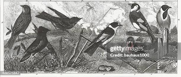 songbirds engraving - bunt stock illustrations