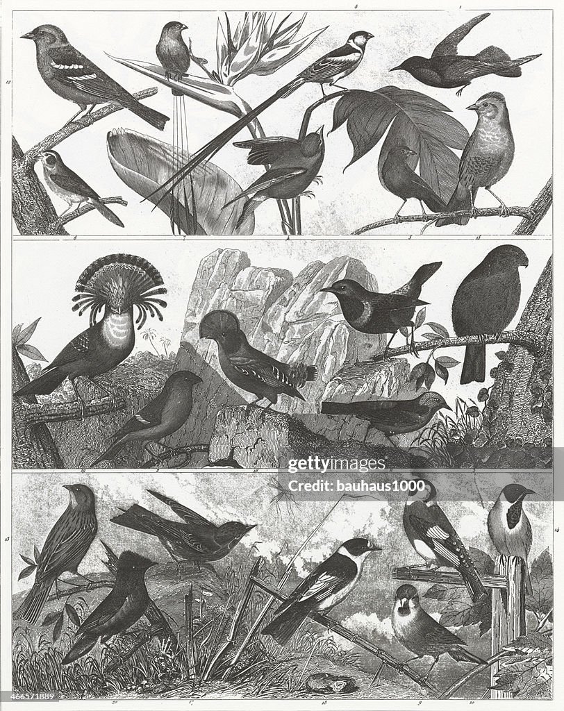 Backyard Birds