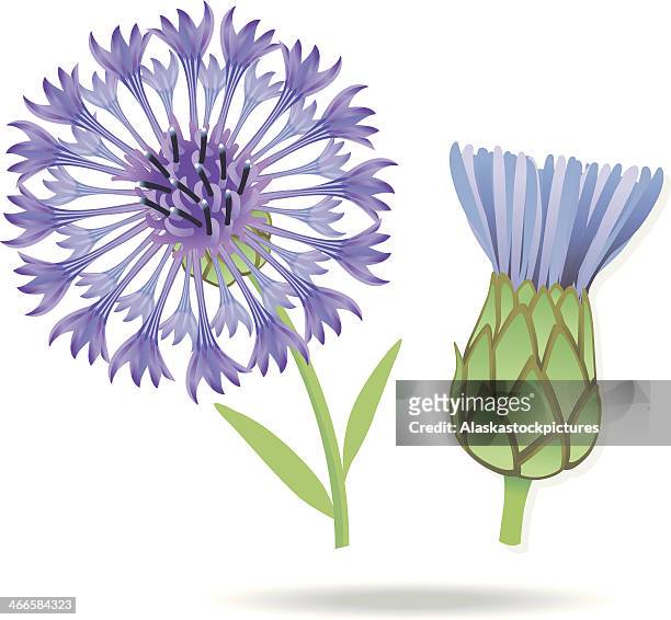 blueviolet cornflower - cornflower stock illustrations