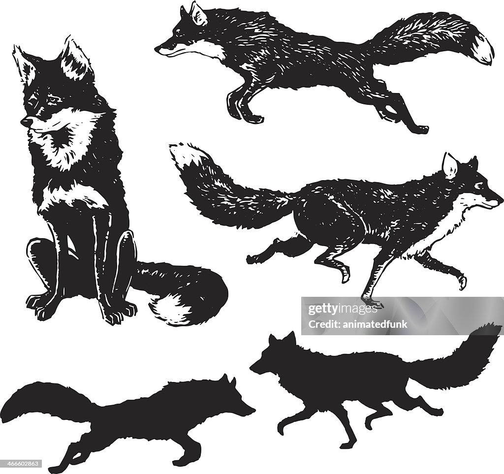 Fox Illustration