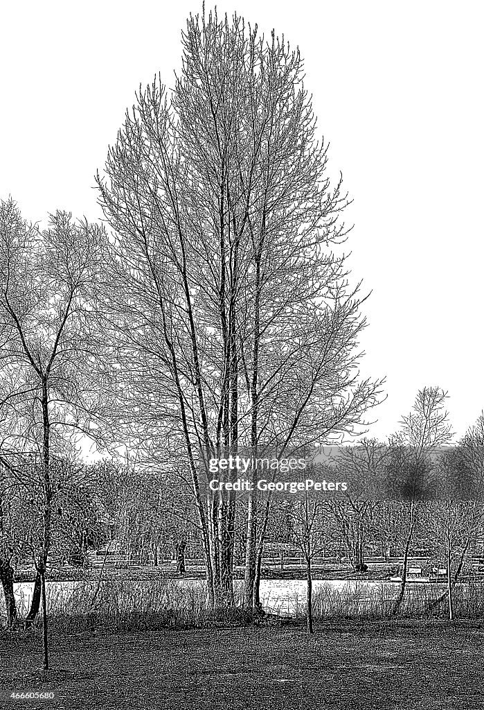 Metro Park. Tree and Lake in Early Spring