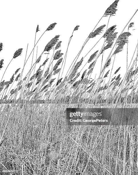 wetlands. dried ornamental grass - marram grass stock illustrations