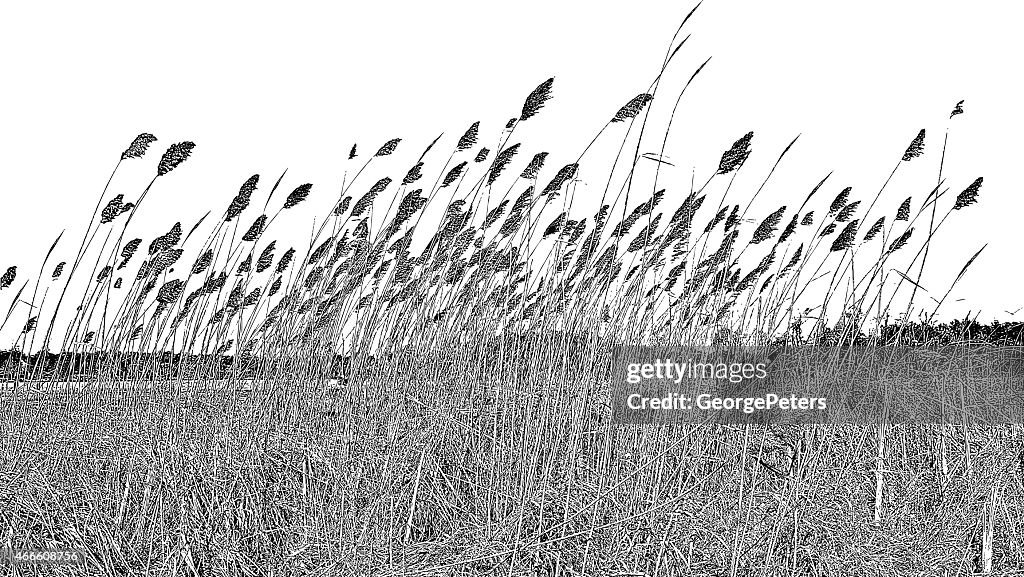 Wetlands. Dried Ornamental Grass