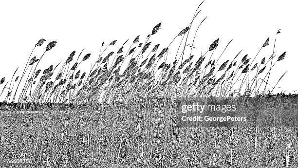 wetlands. dried ornamental grass - reed grass family stock illustrations