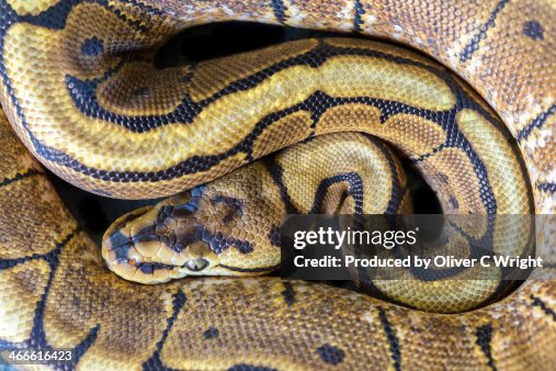 Royal Python Royal Python