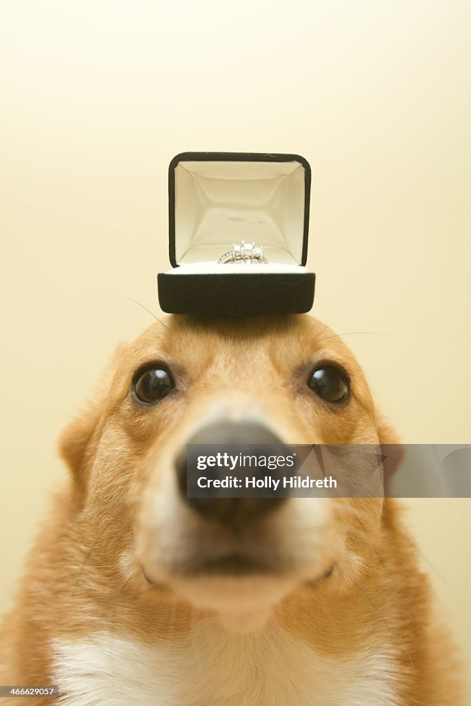 Proposal Corgi